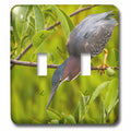 USA, Florida. Green heron bird hunting - US10 BJY0001 - Jaynes Gallery double toggle switch lsp-143637-2