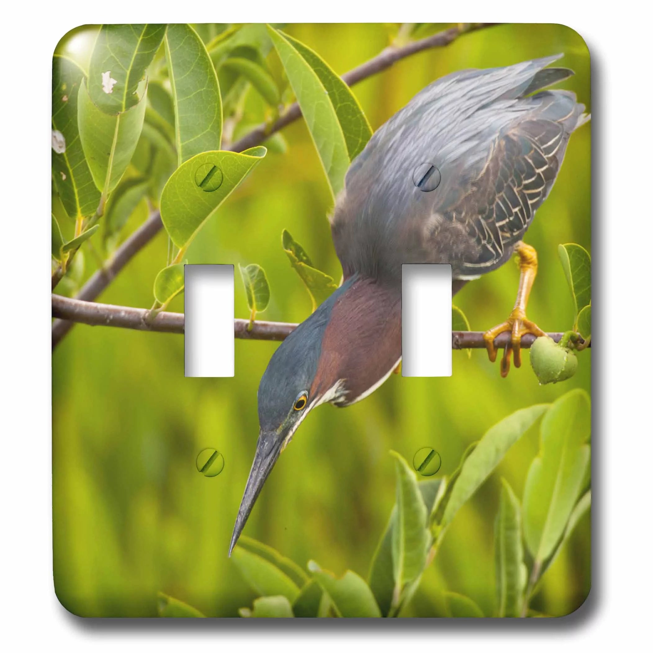 USA, Florida. Green heron bird hunting - US10 BJY0001 - Jaynes Gallery double toggle switch lsp-143637-2